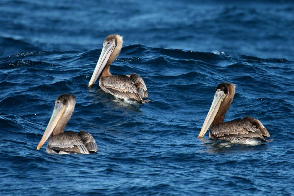 Brown Pelican